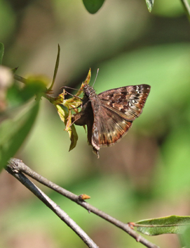 Horace's Duskywing ovipositing